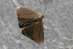 Evergestis aenealis