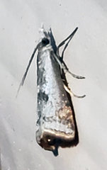 Microcrambus croesus