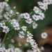 Symphyotrichum racemosum - Photo (c) Sara Rall, algunos derechos reservados (CC BY-NC), subido por Sara Rall