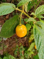 Capsicum pubescens