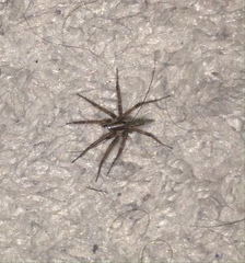 Agelenopsis