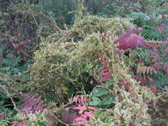 Cuscuta japonica
