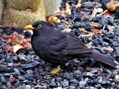 Turdus merula