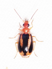 Lebia solea