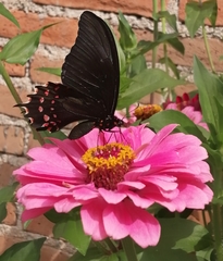 Heraclides rogeri pharnaces