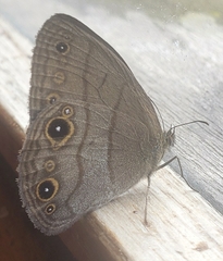 Hermeuptychia harmonia