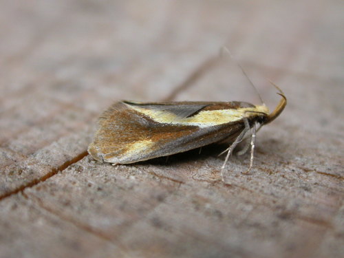 Representative image of Harpella