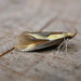 Harpella forficella - Photo (c) Donald Hobern, algunos derechos reservados (CC BY)