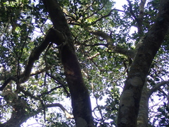 Elaeodendron croceum