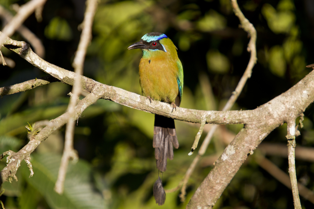 Amazonian Motmot (CAVERNAS DEL REPECHÓN (GUÁCHAROS) COCHABAMBA ...