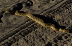 Bitis arietans arietans