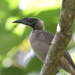 Helmeted Friarbird - Photo (c) alcedo77, some rights reserved (CC BY-NC)