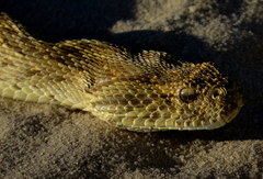 Bitis arietans arietans