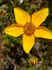 Bidens serrulata