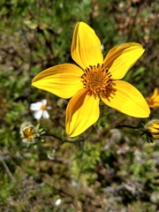 Bidens serrulata