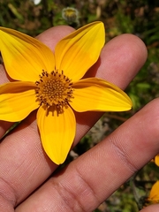 Bidens serrulata