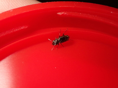 Notiophilus biguttatus