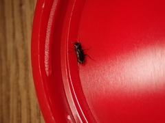 Notiophilus biguttatus