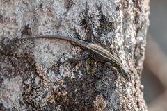 Platysaurus mitchelli