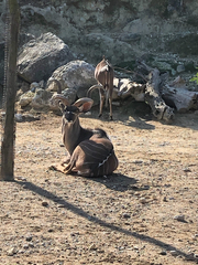 Tragelaphus