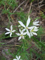 Sabatia difformis