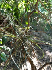 Tillandsia baileyi
