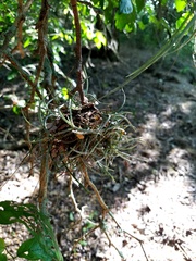 Tillandsia baileyi