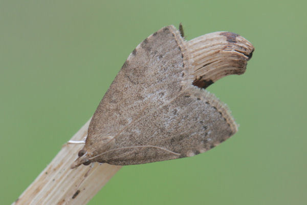 Dusky Pearl, photo 1 of 10