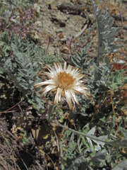 Psephellus declinatus