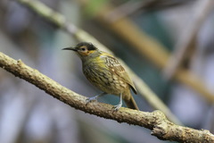 Xanthotis macleayanus