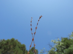 Galium verticillatum