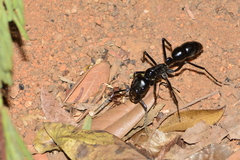 Dinoponera quadriceps