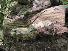 Coniophoraceae