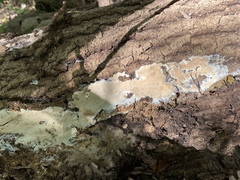 Coniophoraceae
