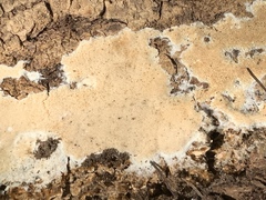 Coniophoraceae