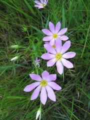 Sabatia dodecandra