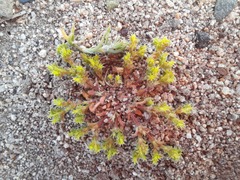 Lastarriaea chilensis