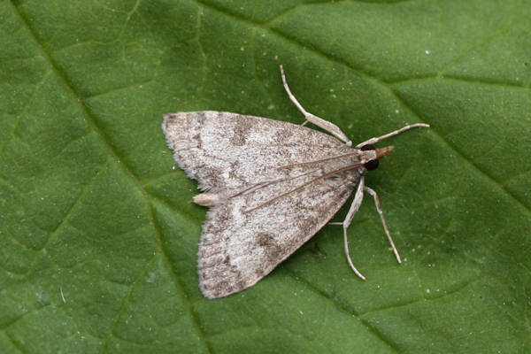 Udea cyanalis