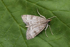 Udea cyanalis