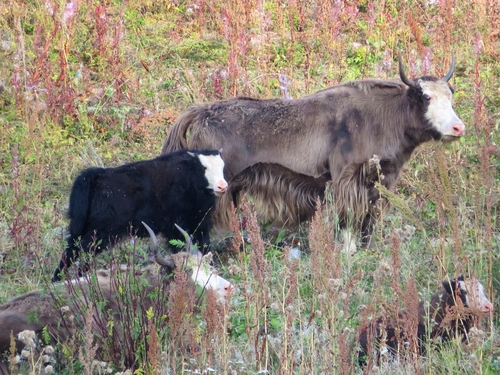 Domestic Yak