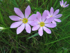 Sabatia dodecandra