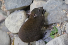 Hypsiprymnodon moschatus