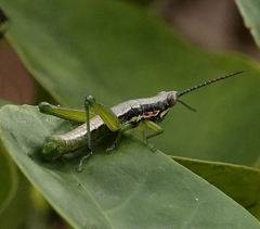 Neorthacris