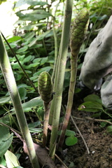 Costus sepacuitensis