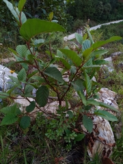 Alnus jorullensis