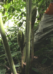 Costus sepacuitensis