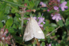 Udea alpinalis