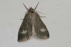Udea alpinalis