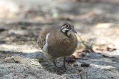 Geophaps scripta