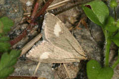 Udea alpinalis